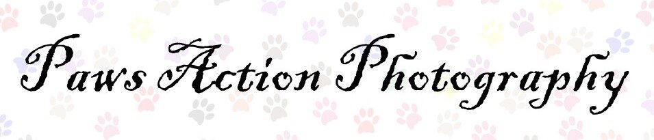 Paws Action Photography